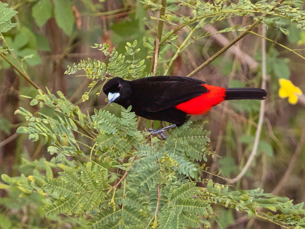 コシアカフウキンチョウ - ML634407173