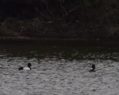 Lesser Scaup - ML634407250