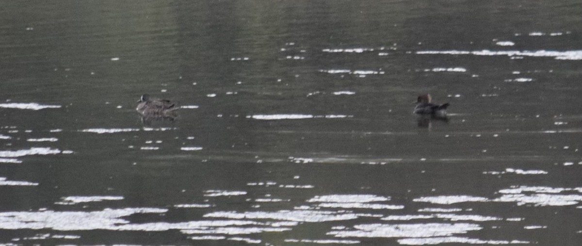 Hooded Merganser - ML634407257