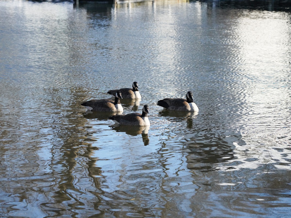 Canada Goose - ML634407273