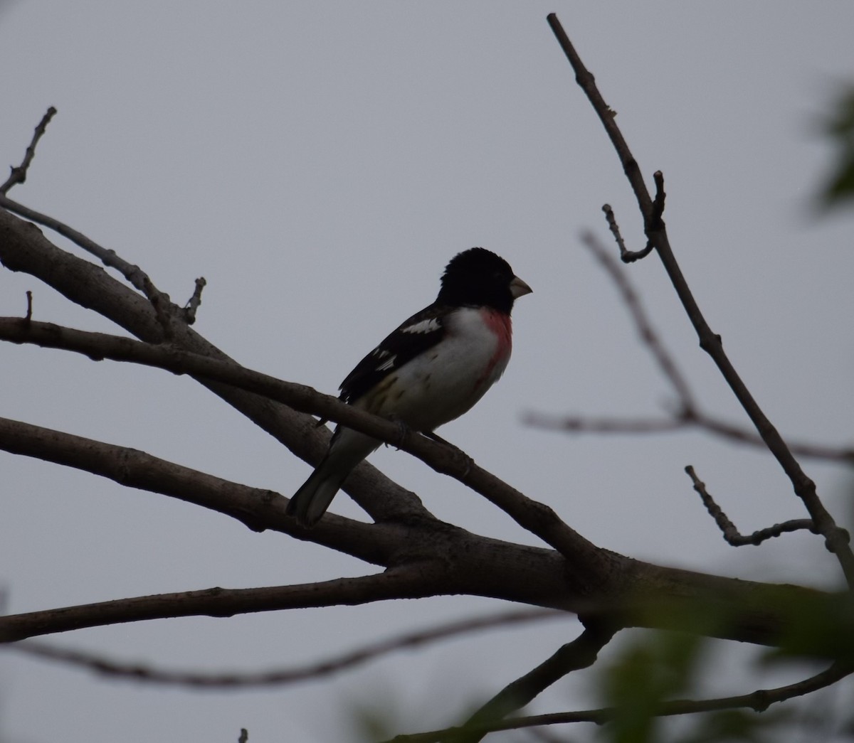 Rose-breasted Grosbeak - ML634407277