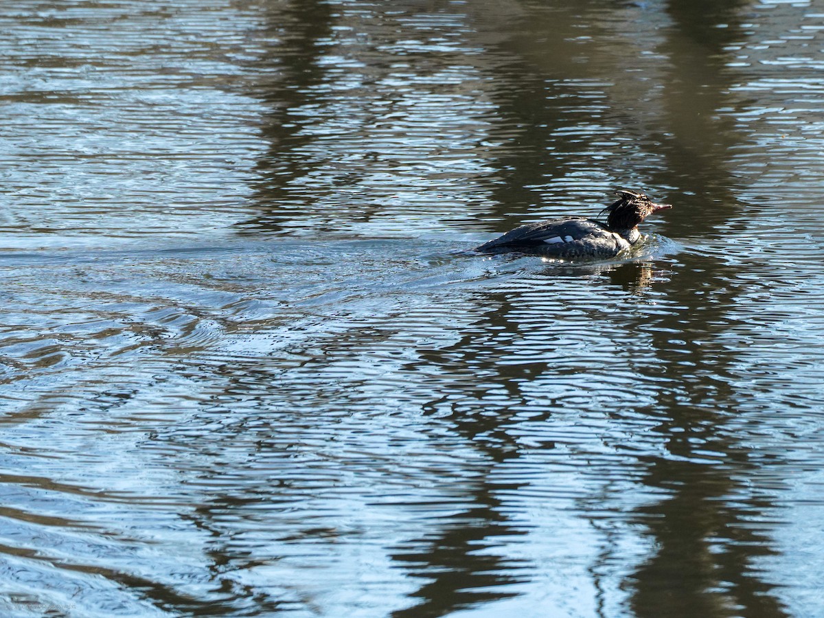 Common Merganser - ML634407280