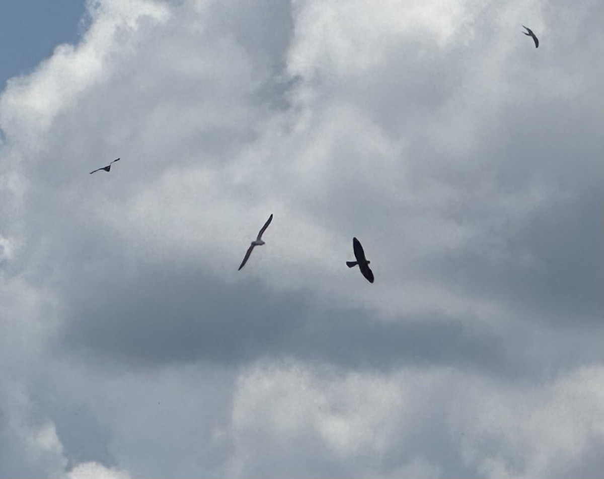 Mississippi Kite - ML634407355