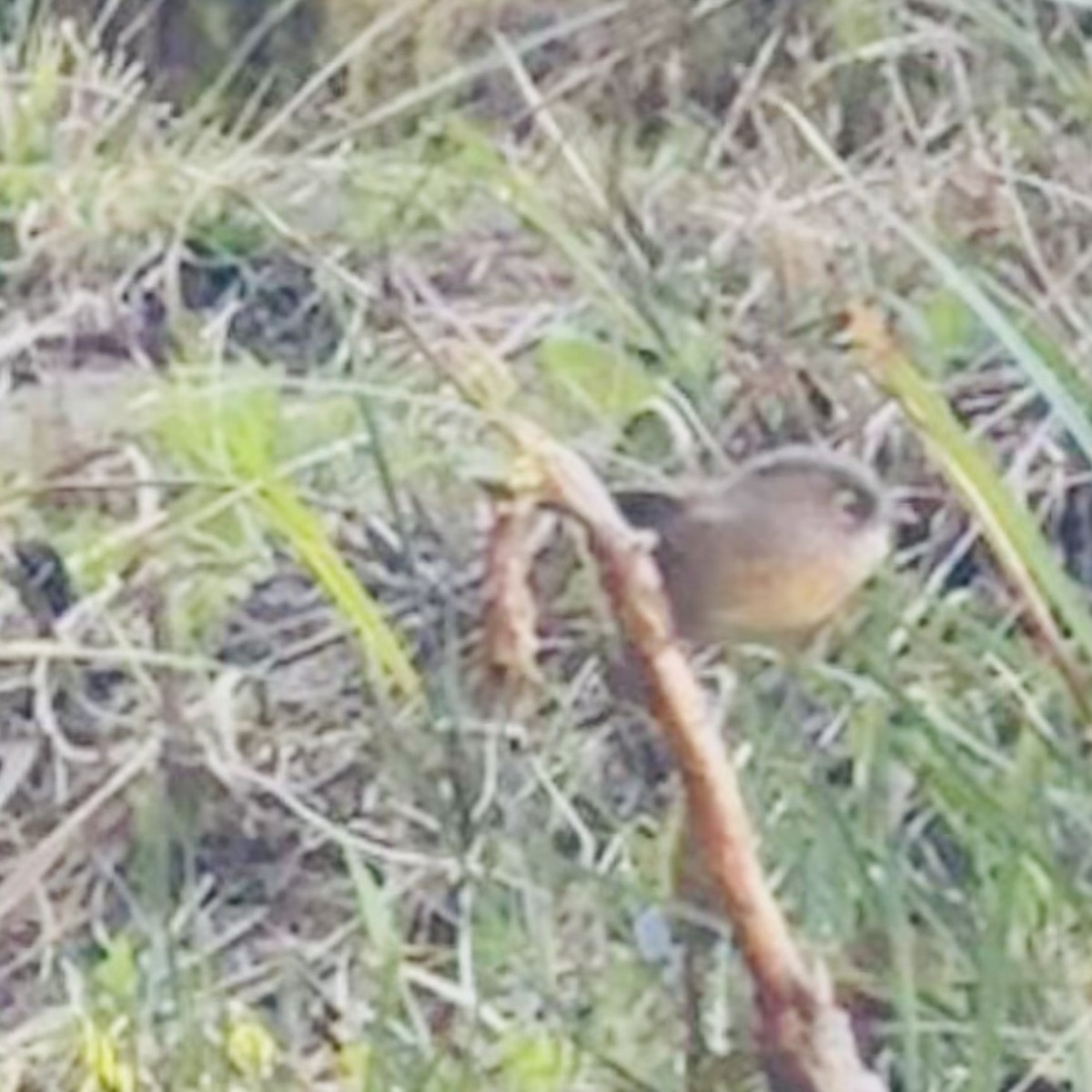 Taiwan Fulvetta - ML634407392