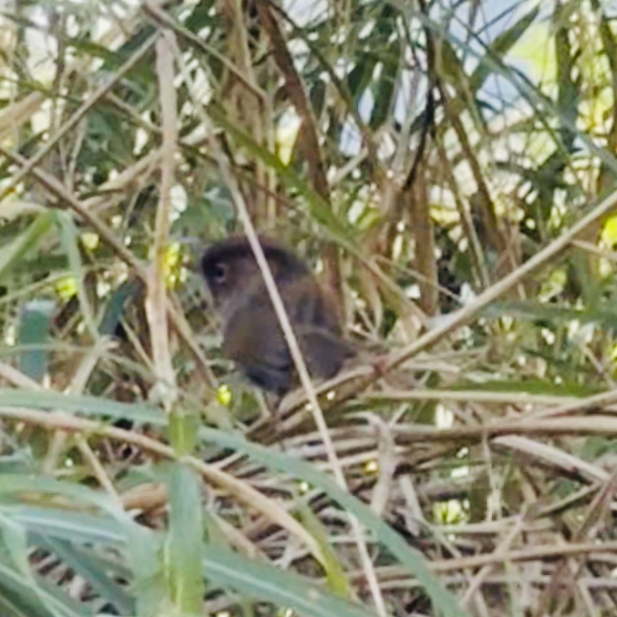 Taiwan Fulvetta - ML634407393