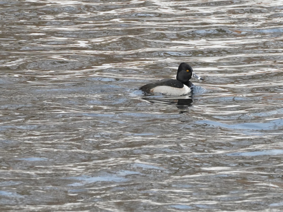 Ring-necked Duck - ML634407407