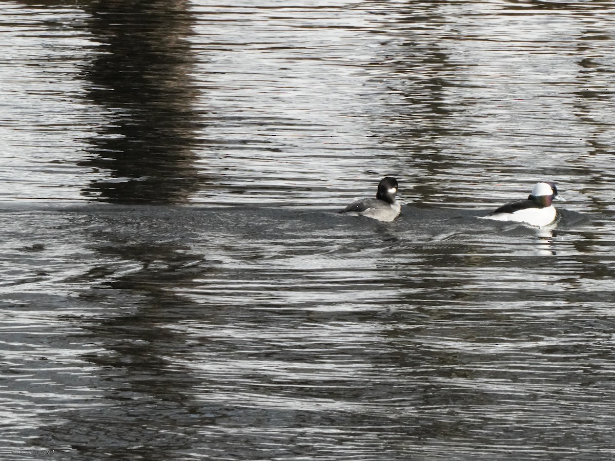 Bufflehead - ML634407410