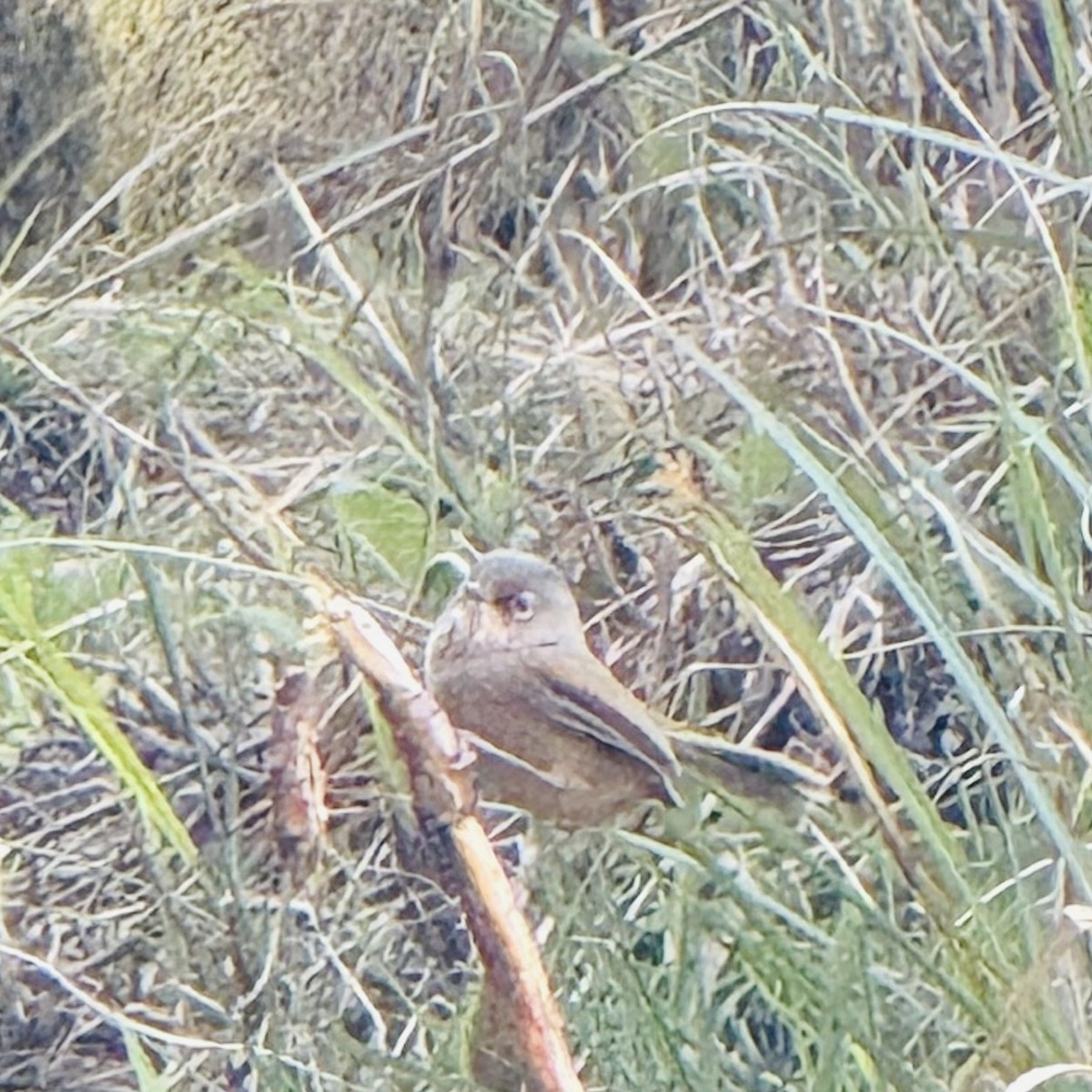 Taiwan Fulvetta - ML634407412