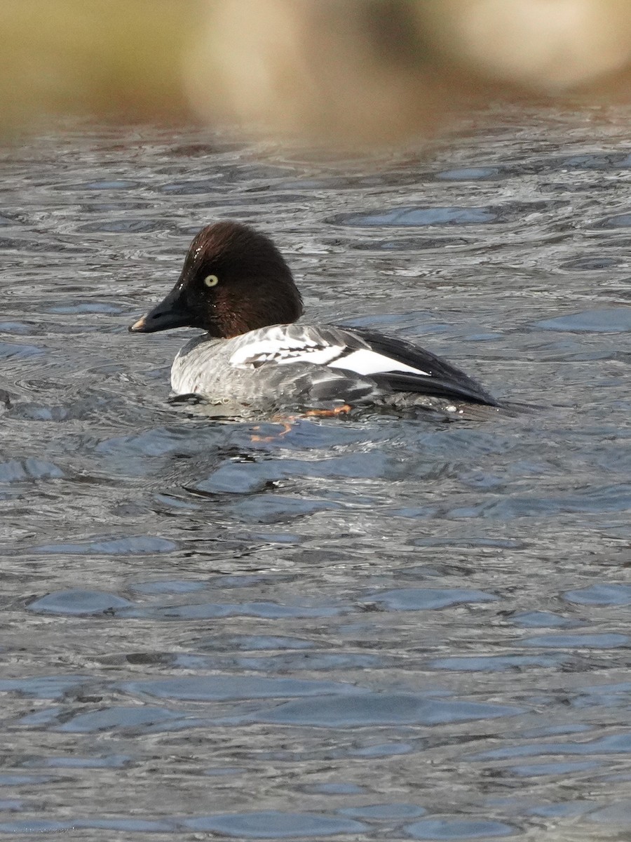 Common Goldeneye - ML634407413