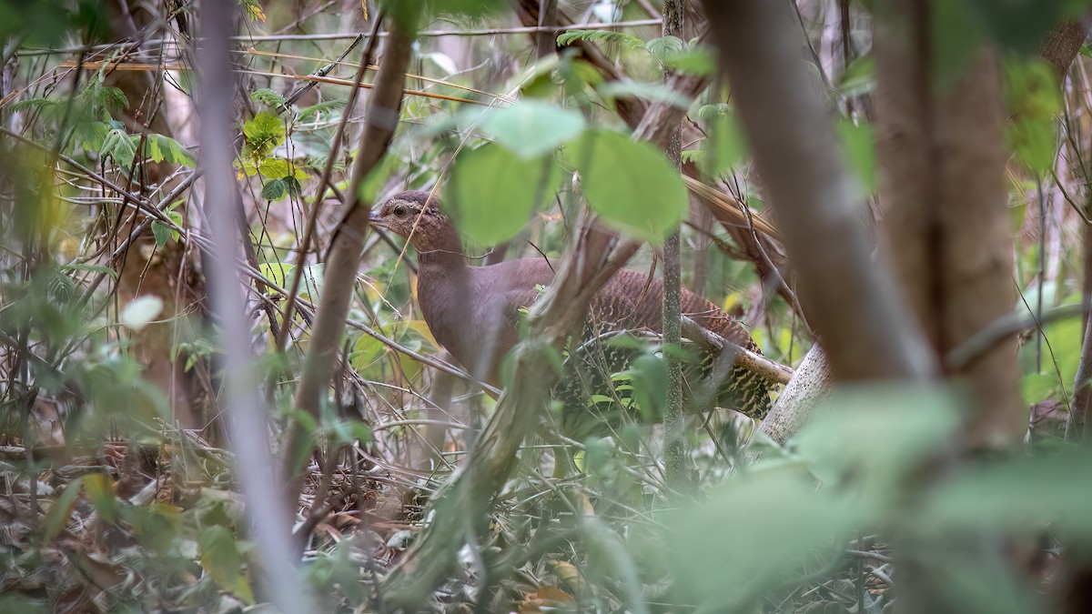 Yellow-legged Tinamou (zabele) - ML634407430