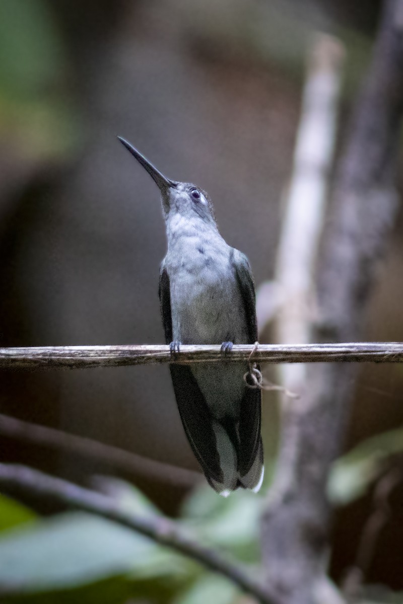 Outcrop Sabrewing - ML634407447