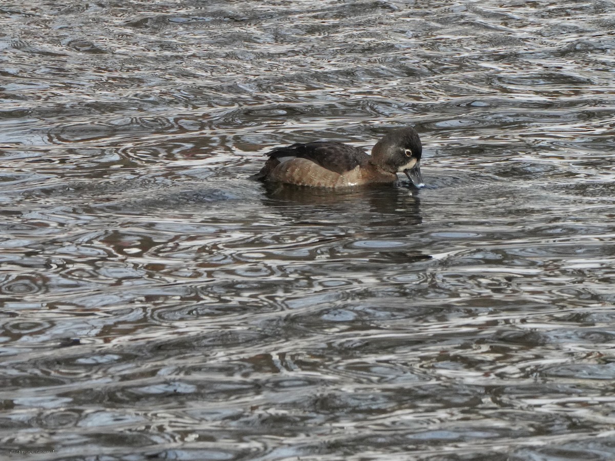 Pied-billed Grebe - ML634407491