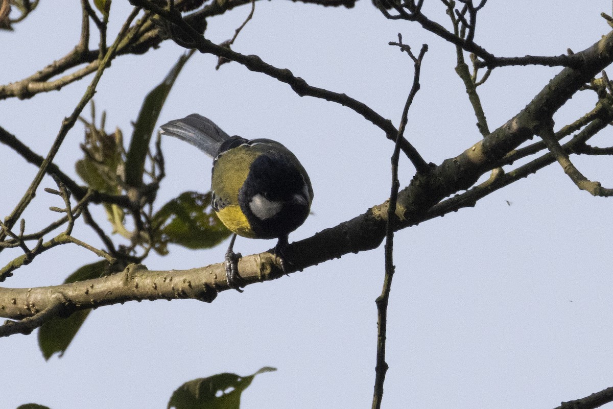 Bergkohlmeise - ML634407494