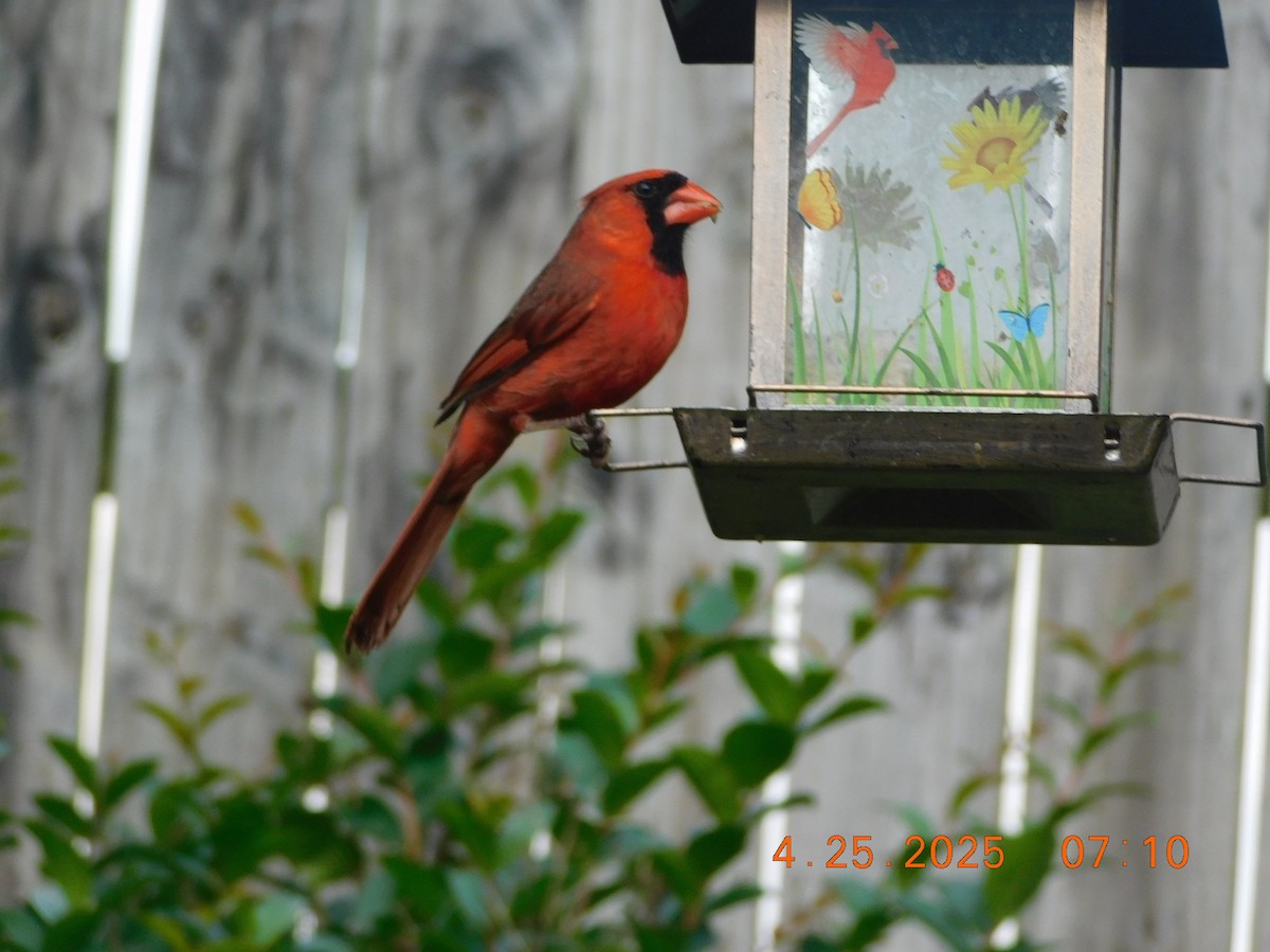 Northern Cardinal - ML634407659