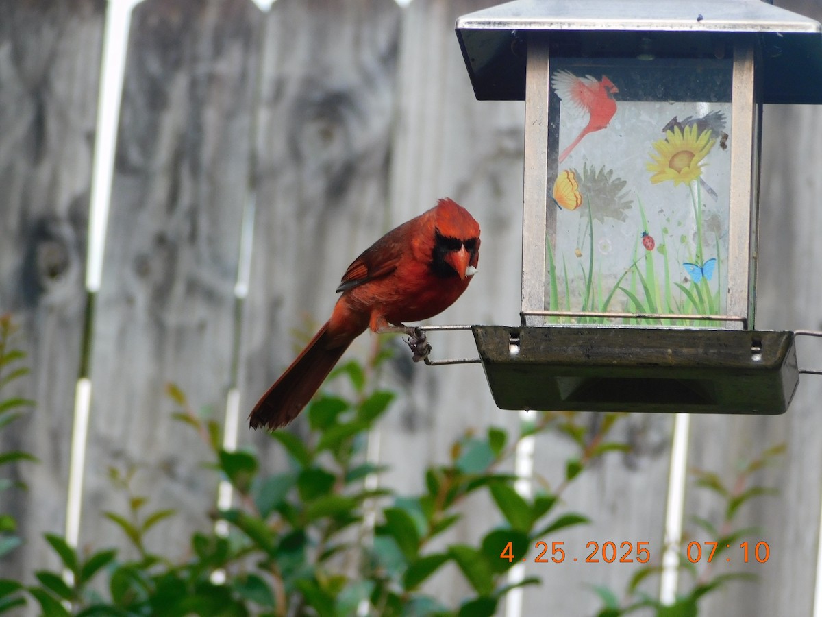 Northern Cardinal - ML634407660