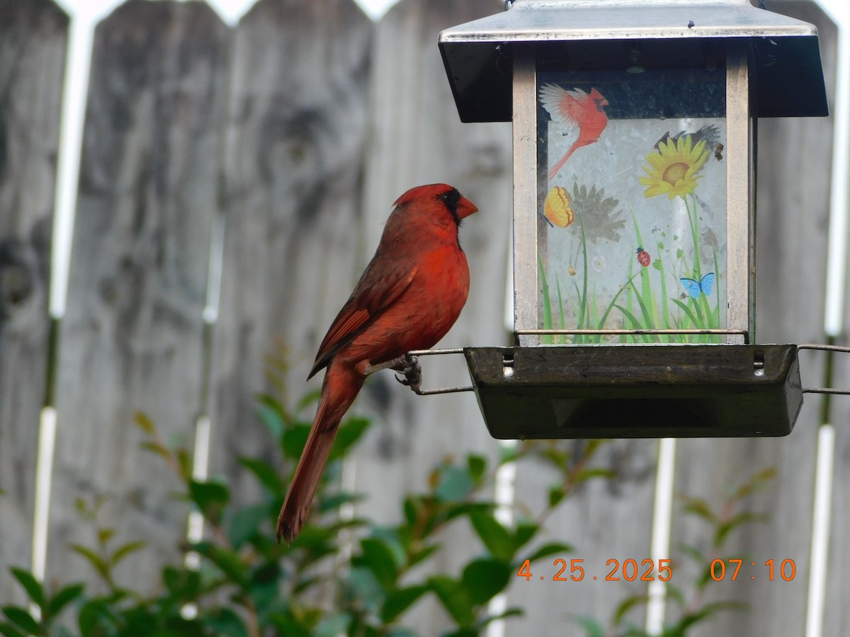 Northern Cardinal - ML634407661