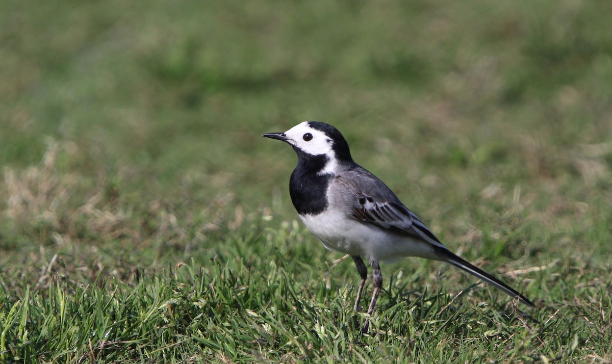 White Wagtail - ML634407677