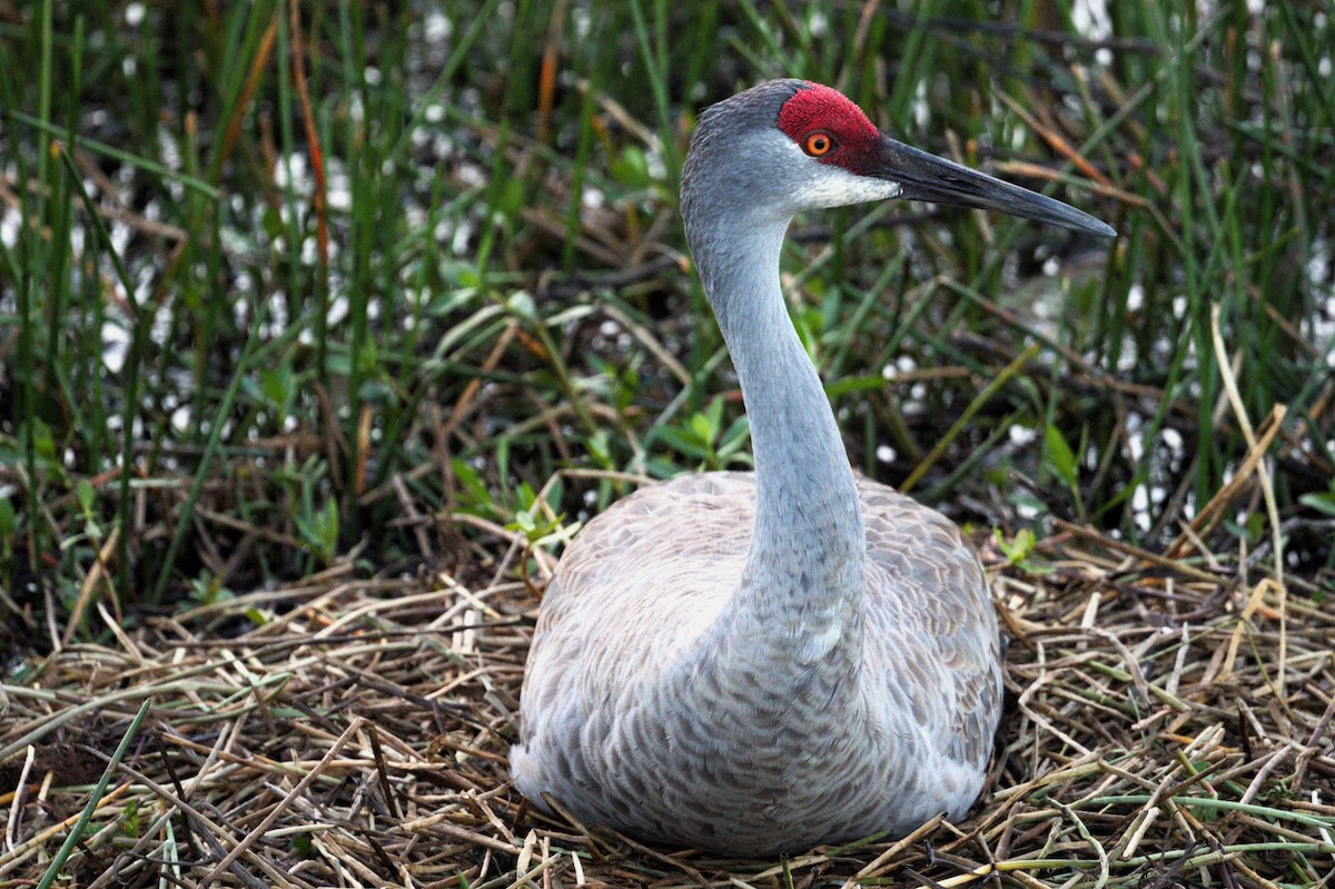 Sandhill Crane - ML634407698