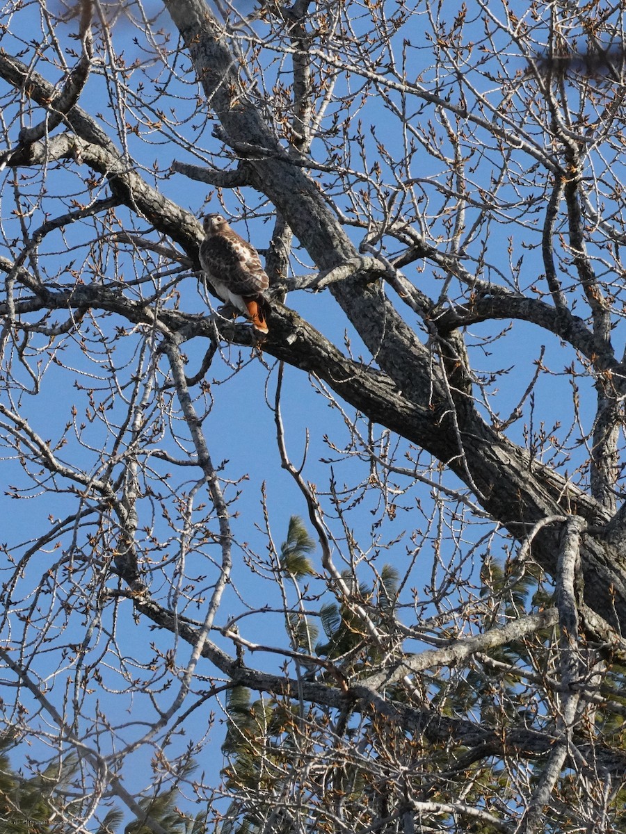 Red-tailed Hawk - ML634407716