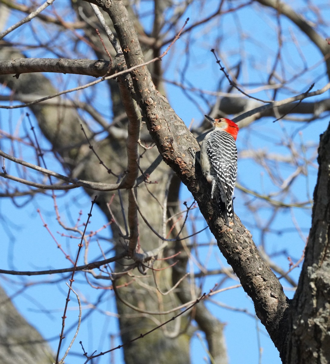 Red-bellied Woodpecker - ML634407717
