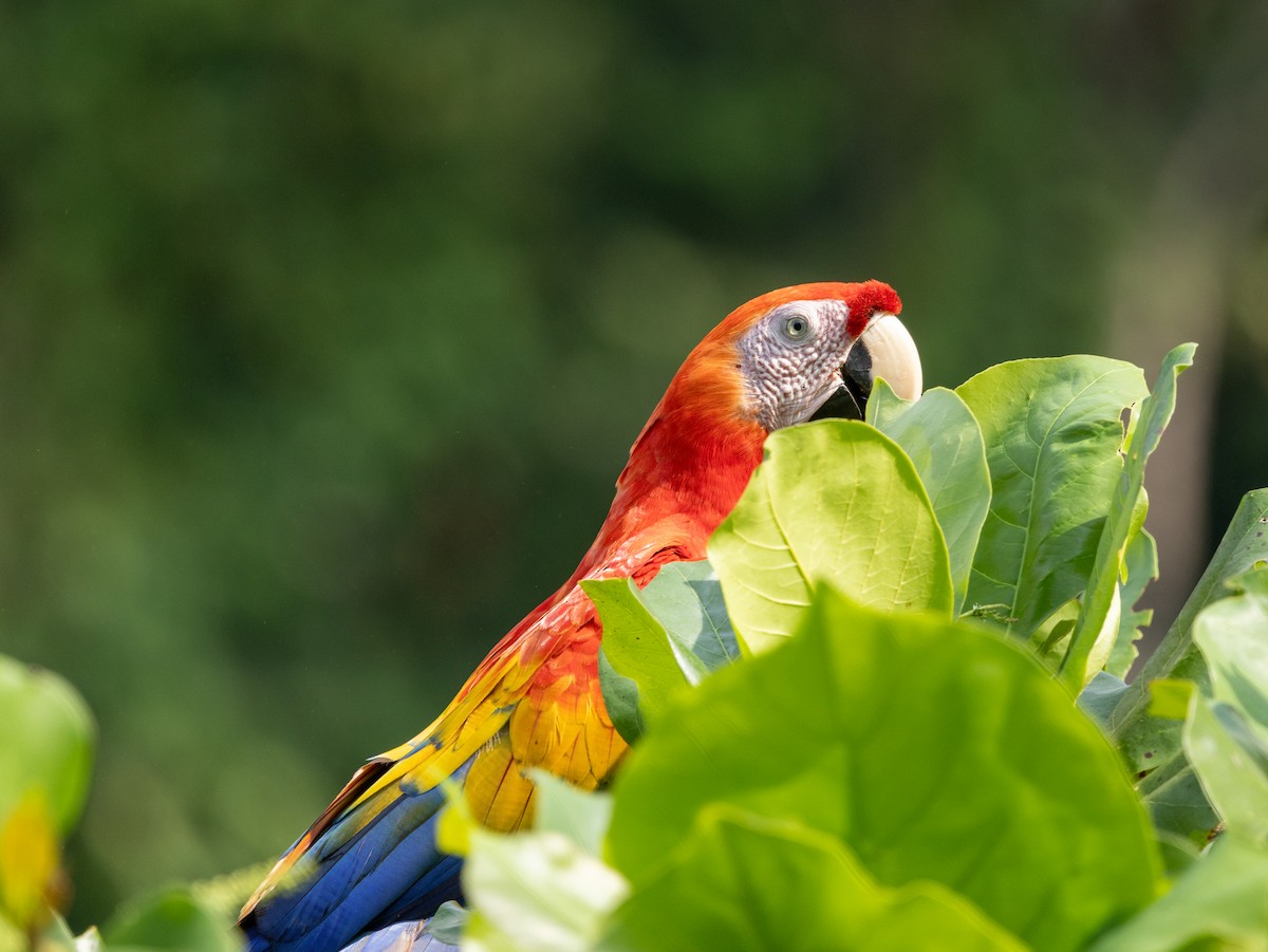 コンゴウインコ - ML634407784