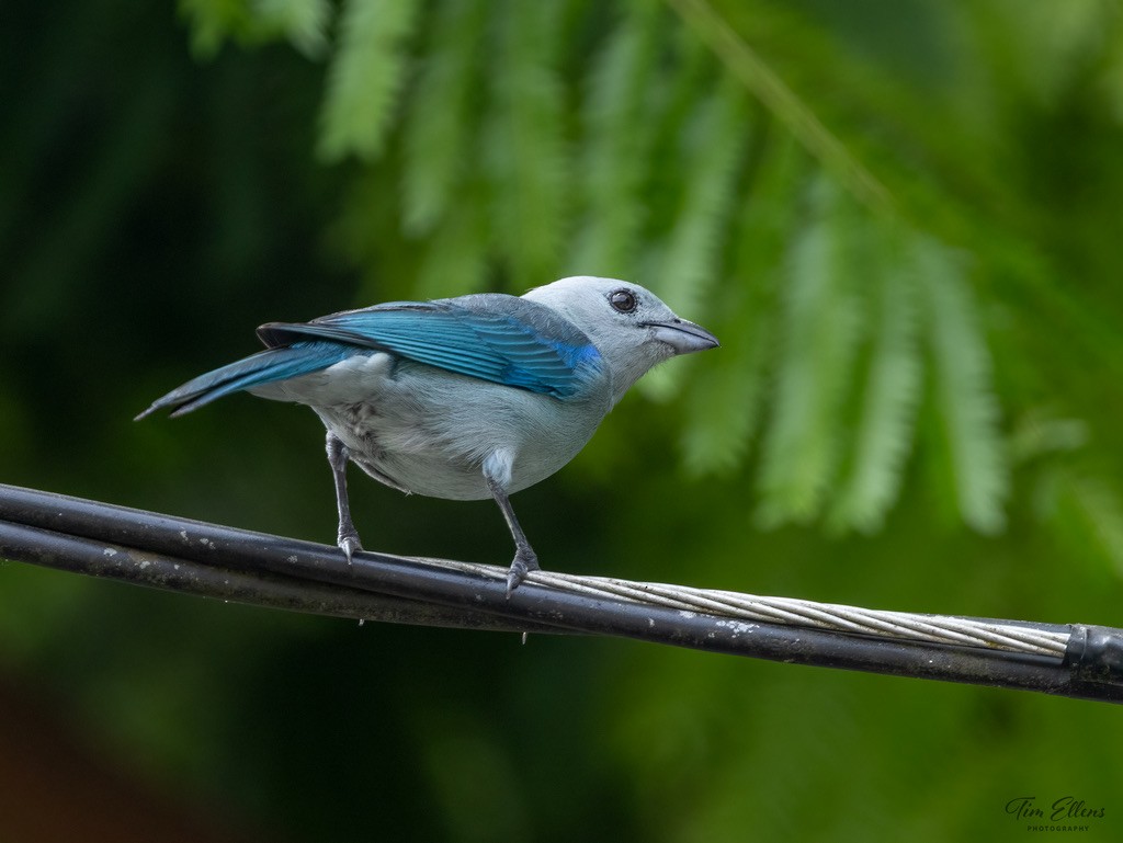 ソライロフウキンチョウ - ML634407807