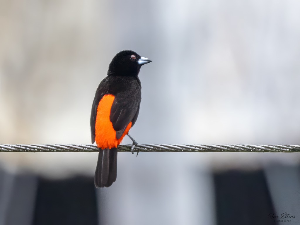 コシアカフウキンチョウ - ML634407828