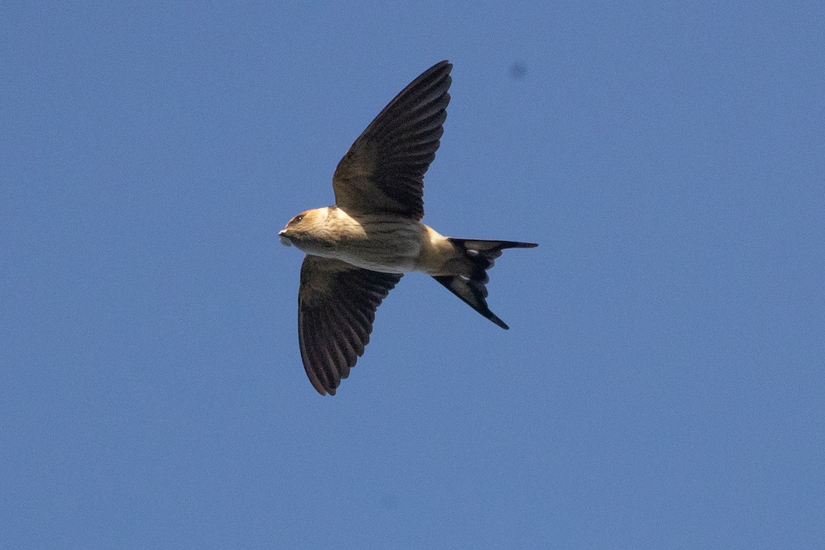 Greater Striped Swallow - ML634408009