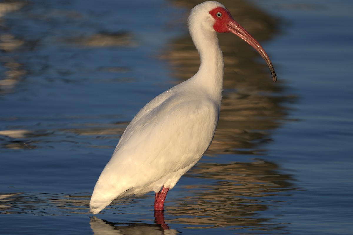 White Ibis - ML634408043