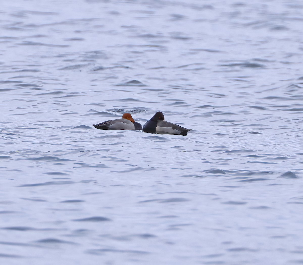 Redhead x Ring-necked Duck (hybrid) - ML634408044