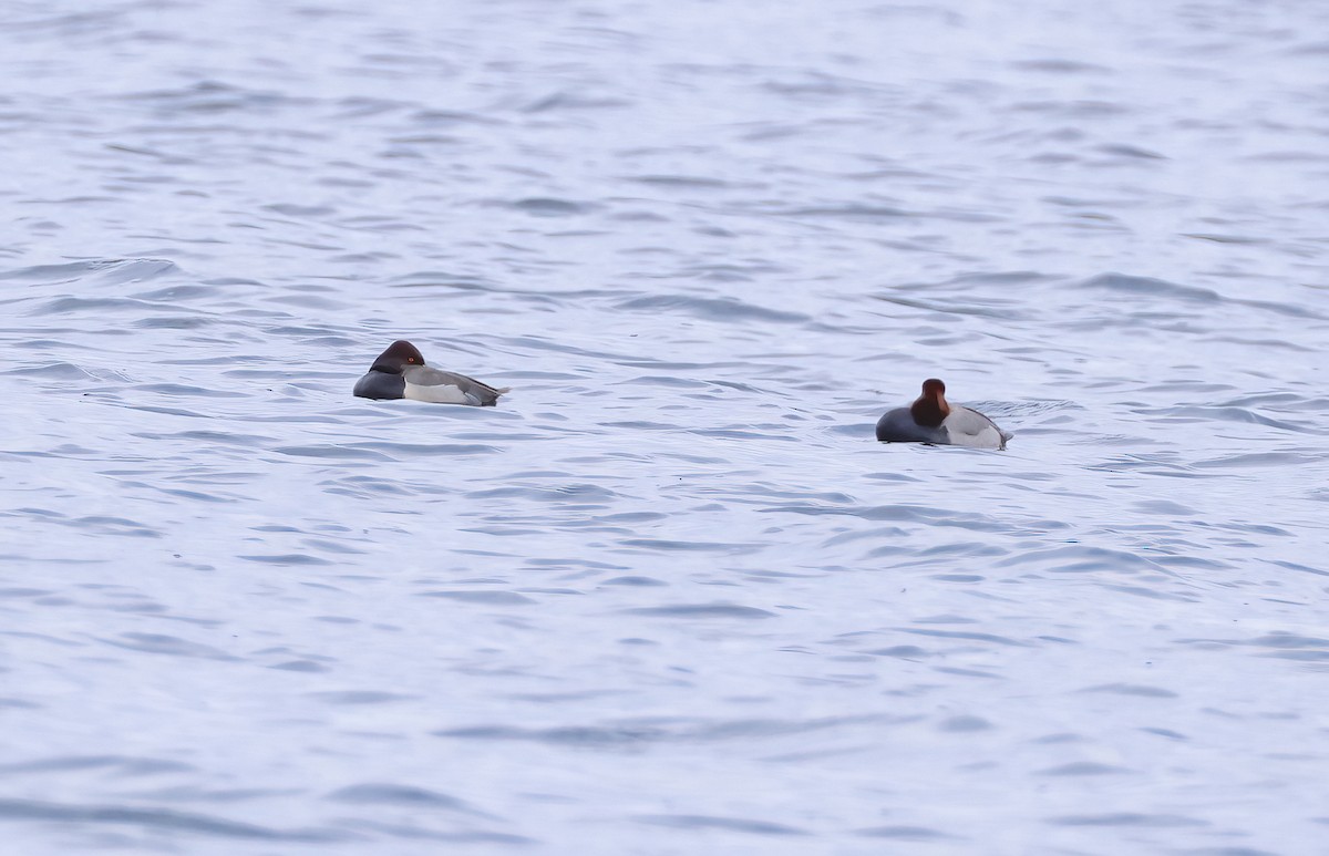 Redhead x Ring-necked Duck (hybrid) - ML634408049