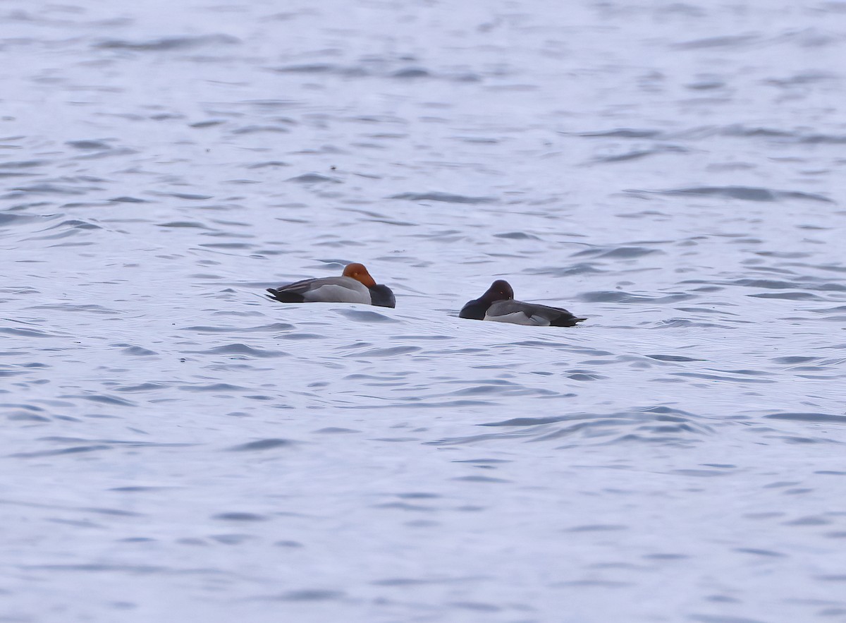 Redhead x Ring-necked Duck (hybrid) - ML634408051