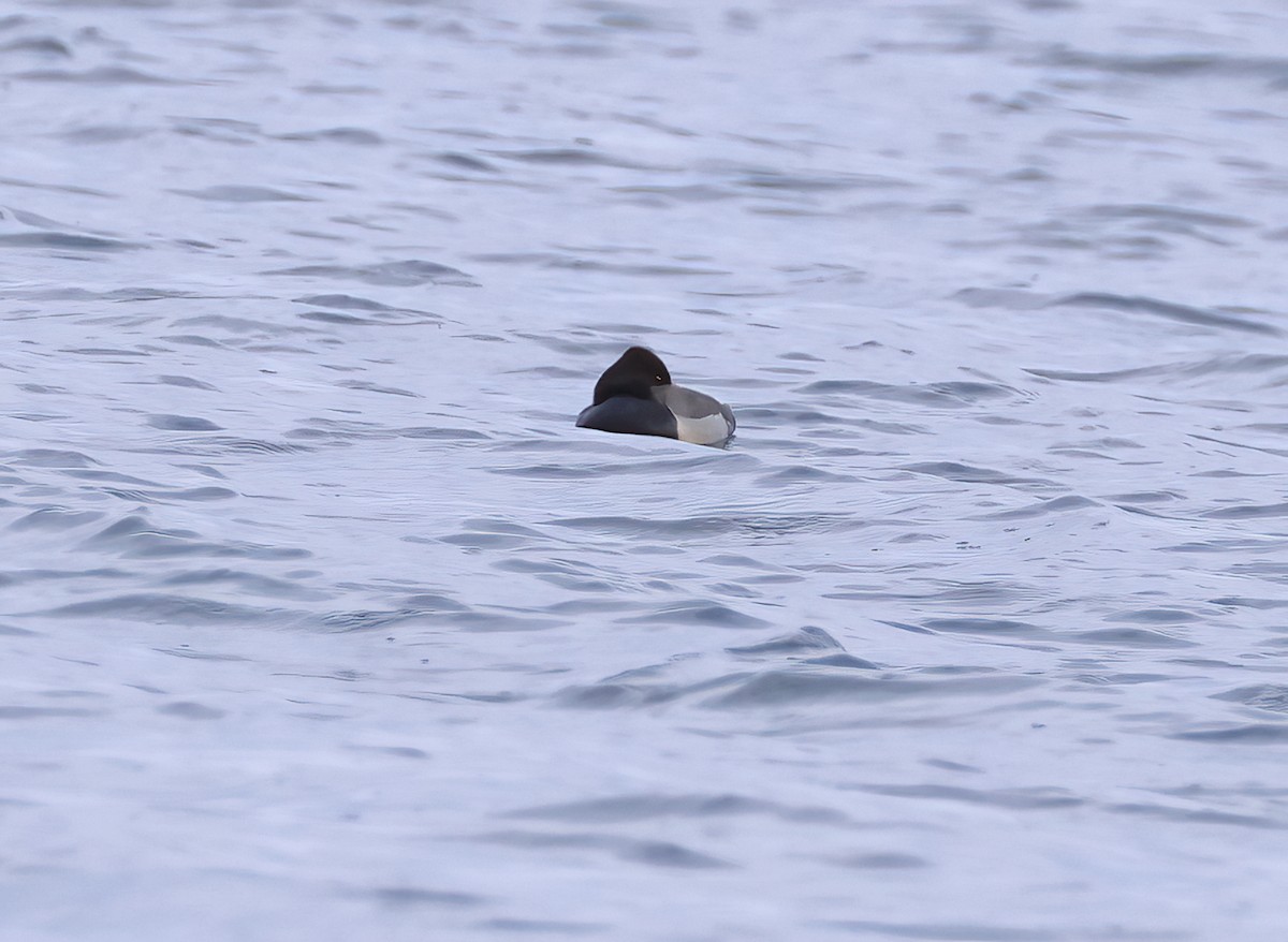 Redhead x Ring-necked Duck (hybrid) - ML634408056