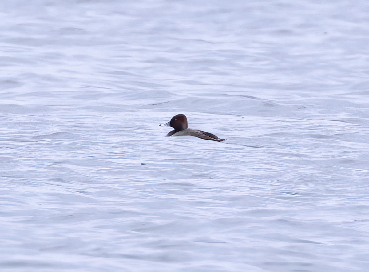 Redhead x Ring-necked Duck (hybrid) - ML634408066