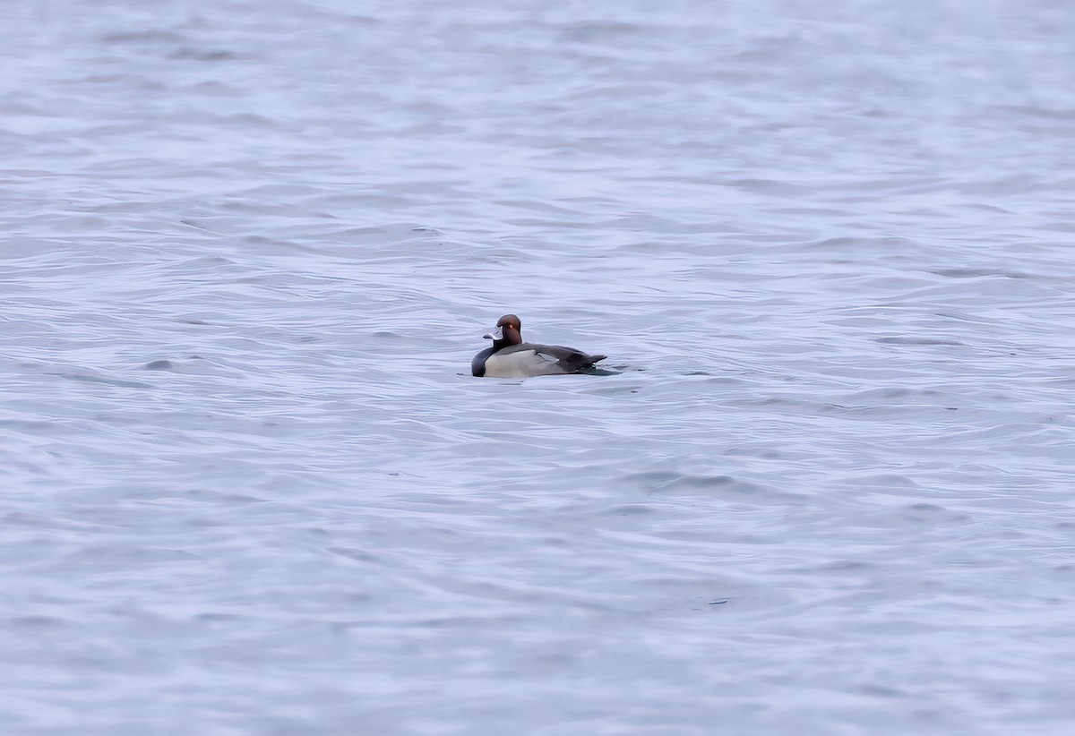 Redhead x Ring-necked Duck (hybrid) - ML634408069