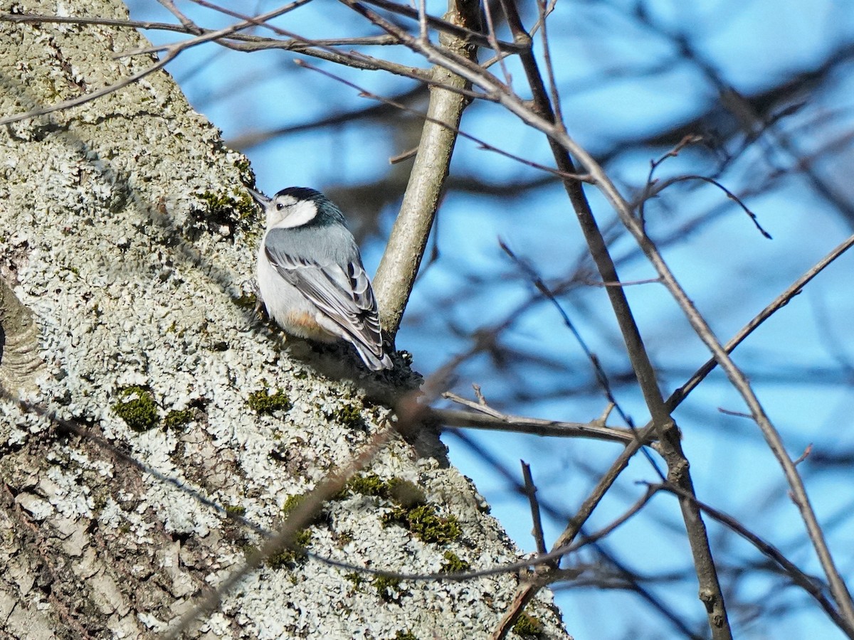 White-breasted Nuthatch - ML634408076