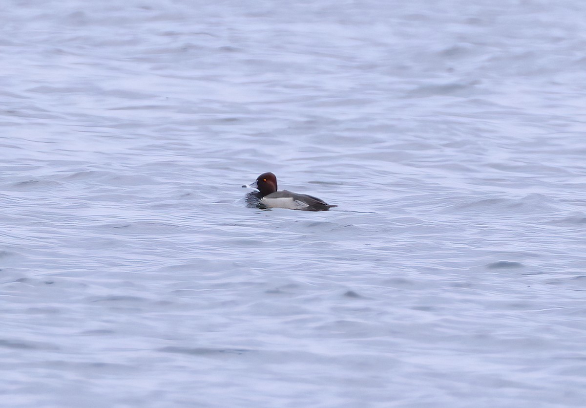 Redhead x Ring-necked Duck (hybrid) - ML634408078