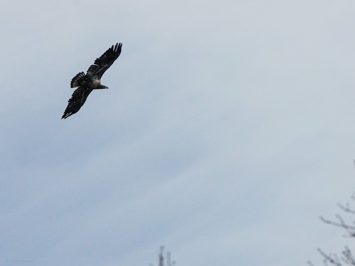 Bald Eagle - ML634408079