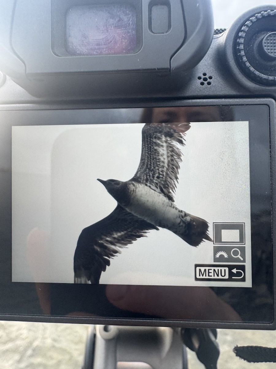 chaluha příživná - ML634408081