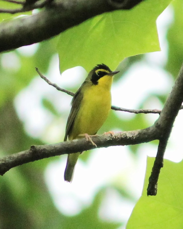 Kentucky Warbler - ML634408082