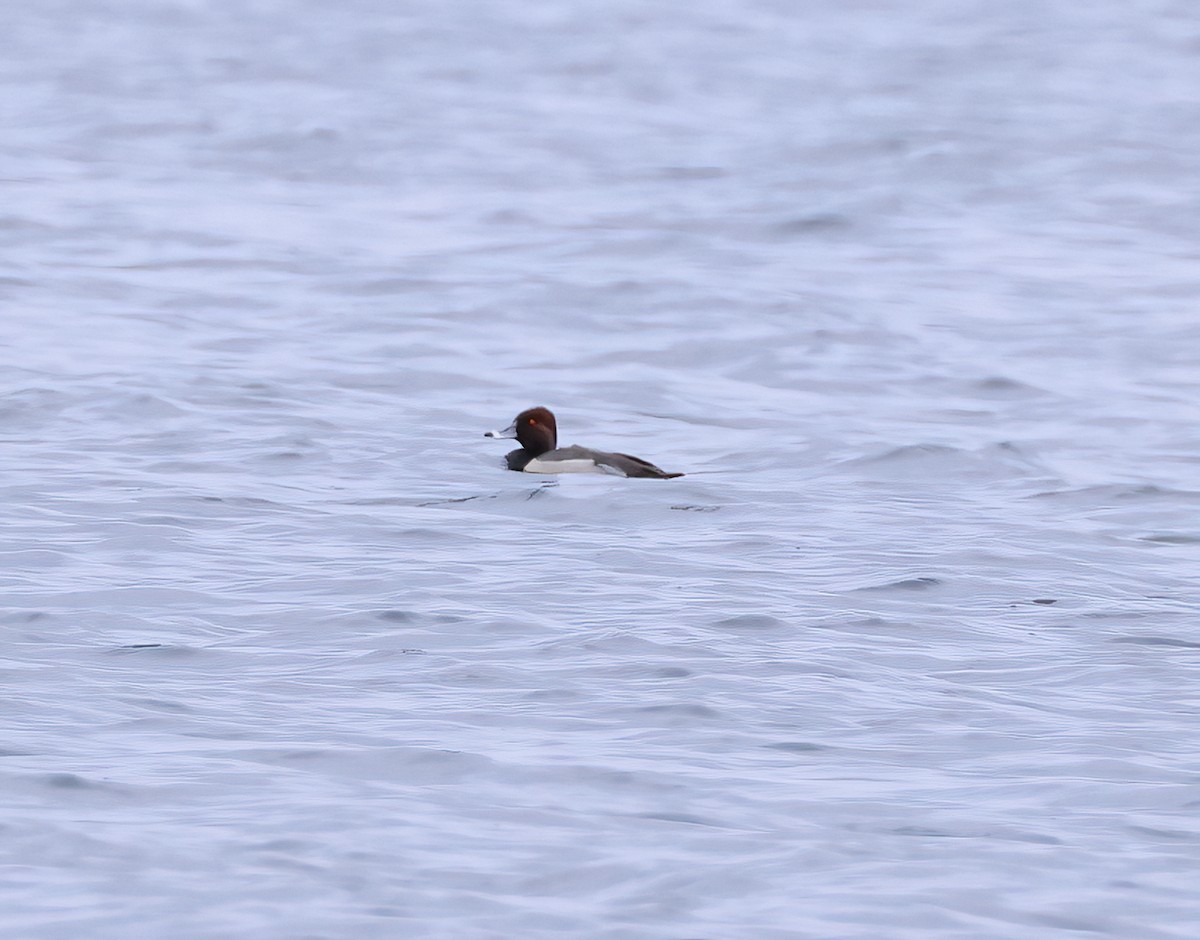 Redhead x Ring-necked Duck (hybrid) - ML634408084