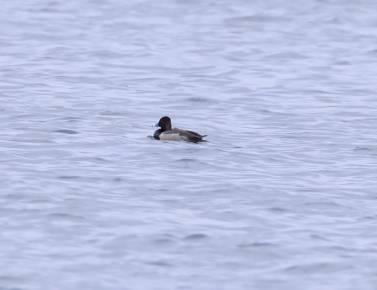 Redhead x Ring-necked Duck (hybrid) - ML634408089