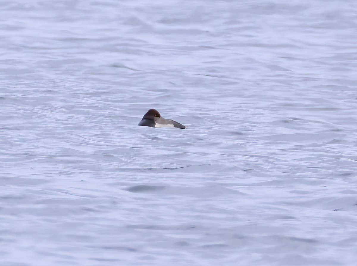 Redhead x Ring-necked Duck (hybrid) - ML634408095