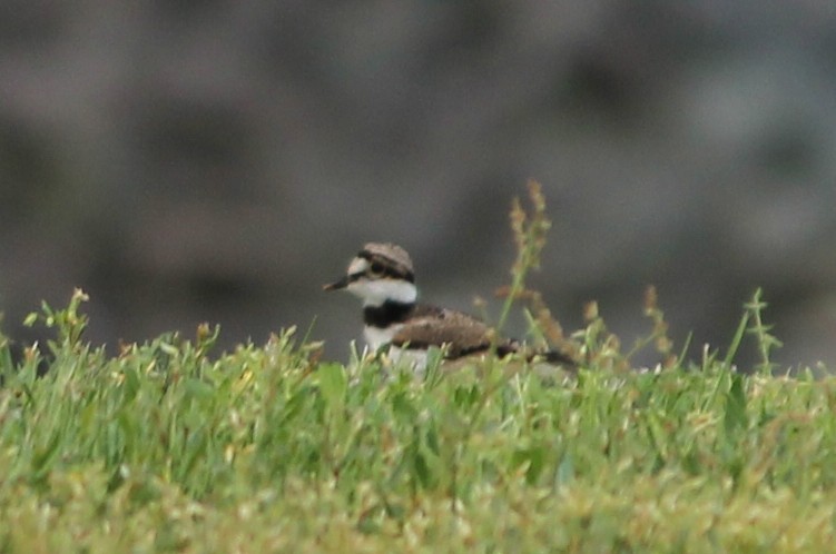 Killdeer - ML634408120