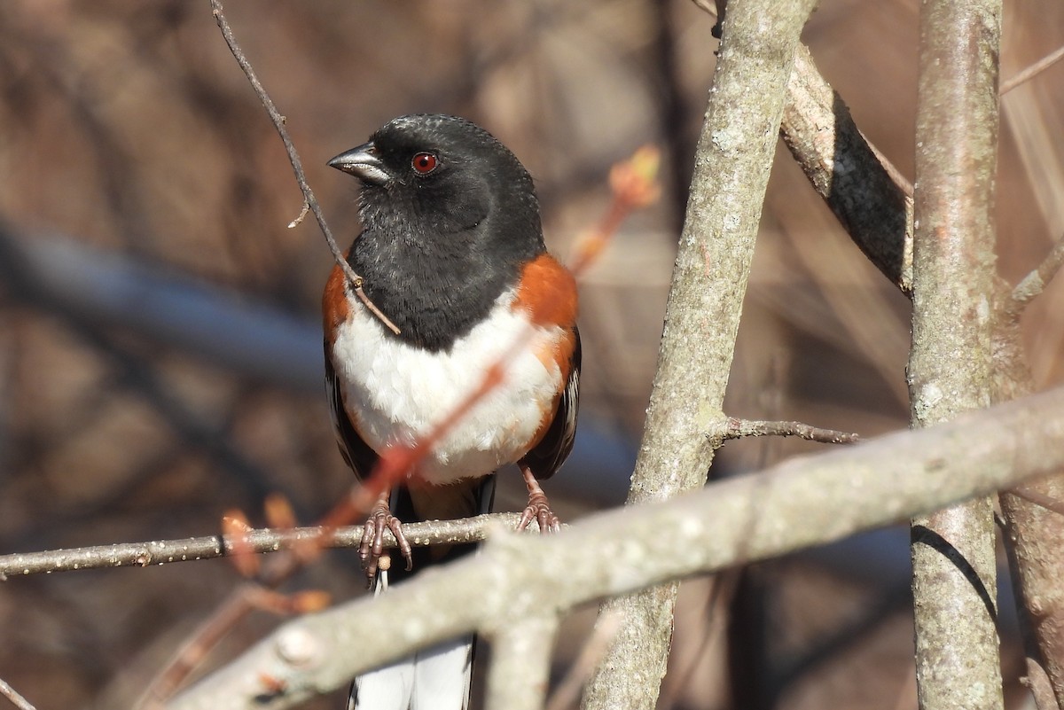 Eastern Towhee - ML634408135