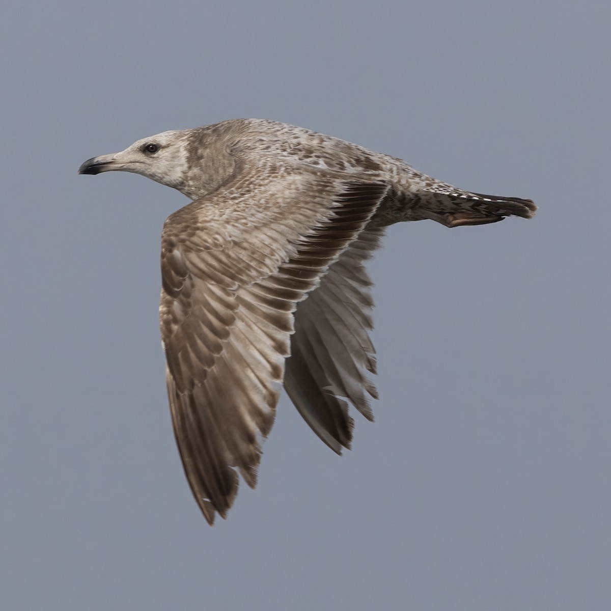 American Herring Gull - ML634408170