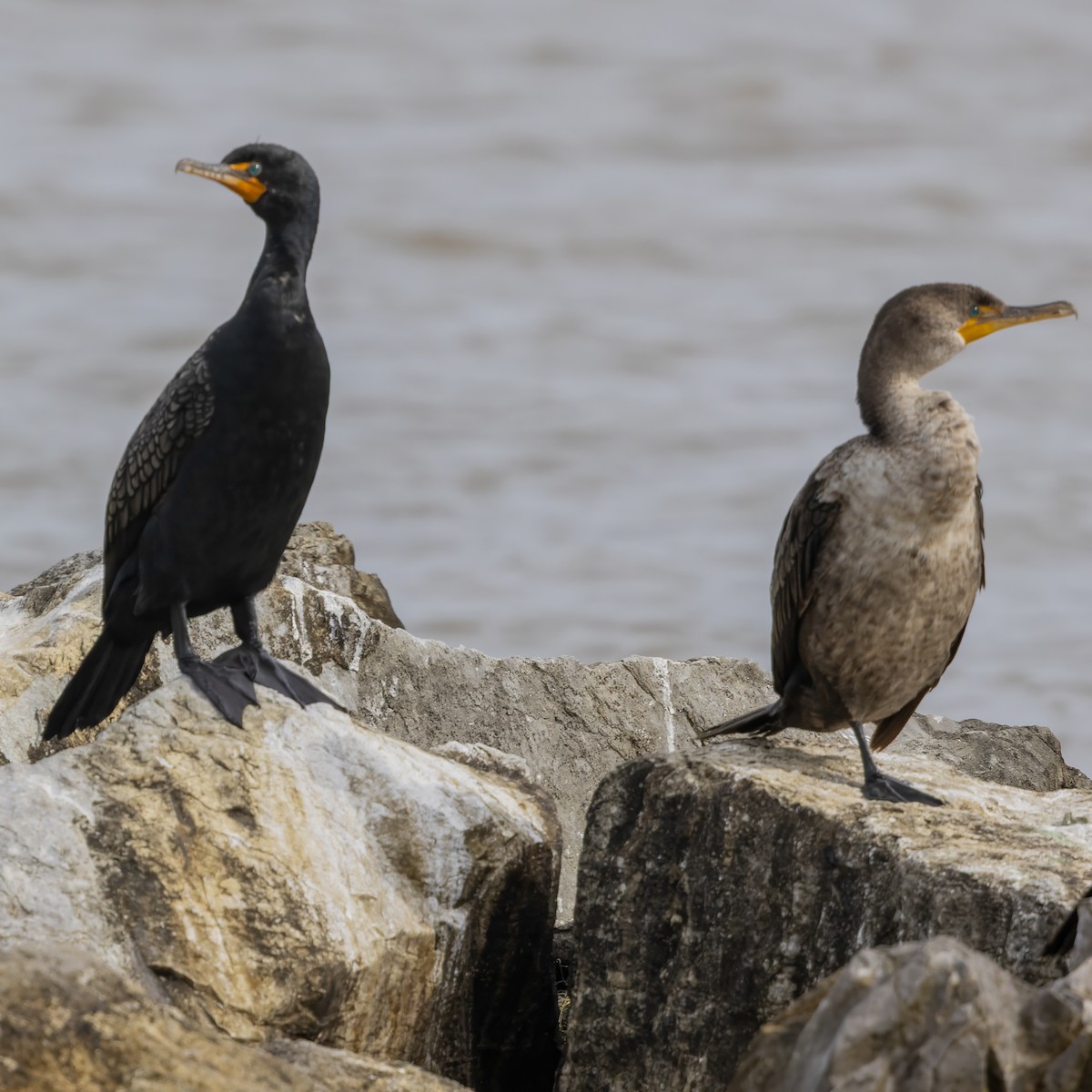 Double-crested Cormorant - ML634408186