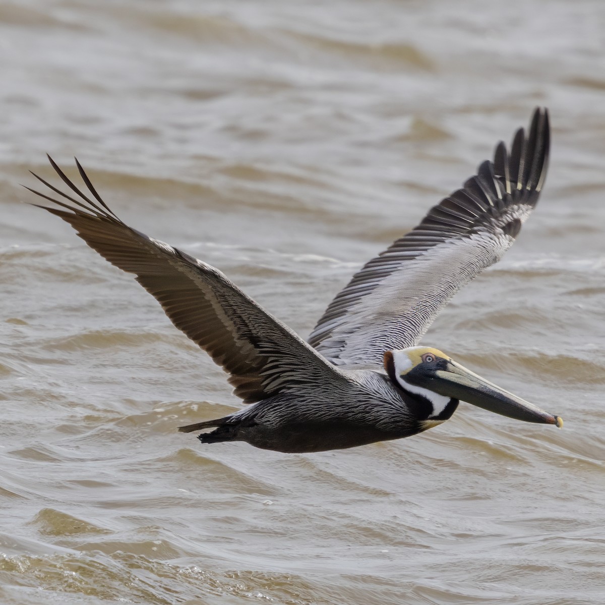 Brown Pelican - ML634408197