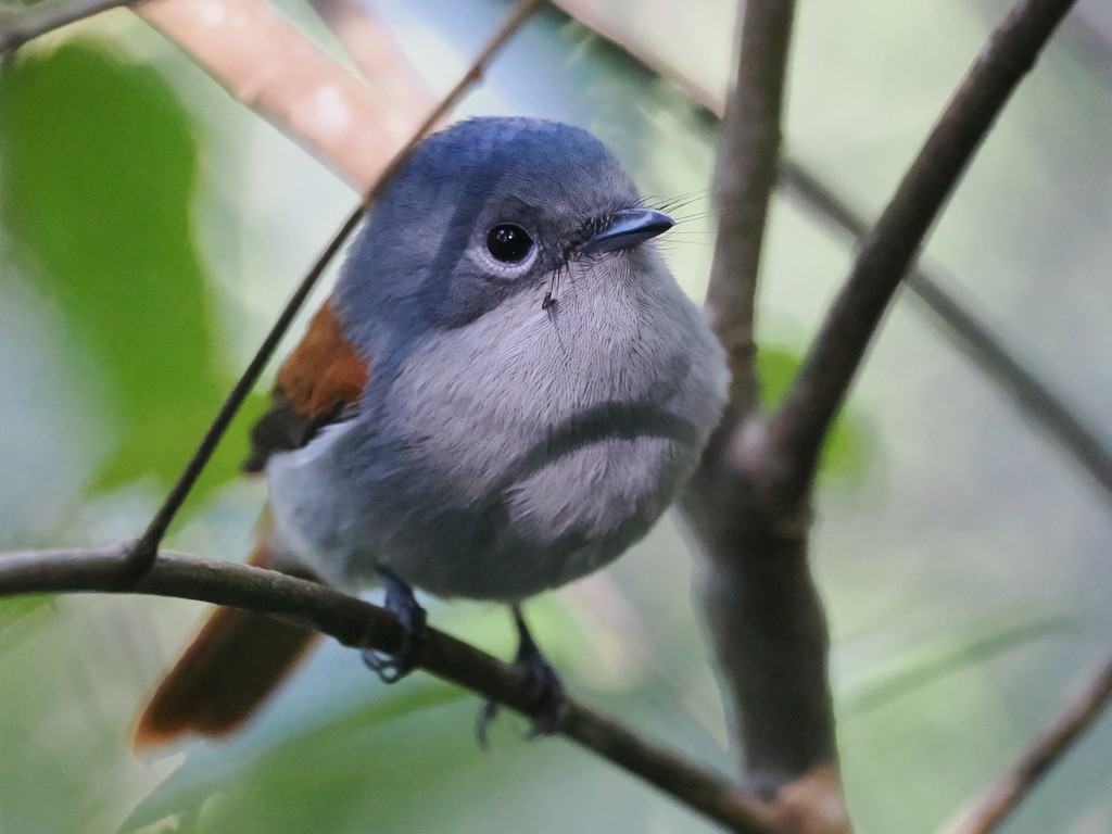 マスカリンサンコウチョウ - ML634408228