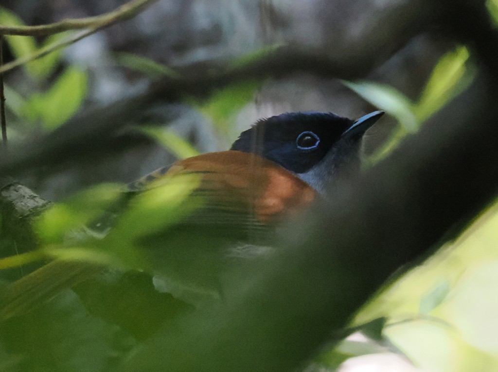 マスカリンサンコウチョウ - ML634408229